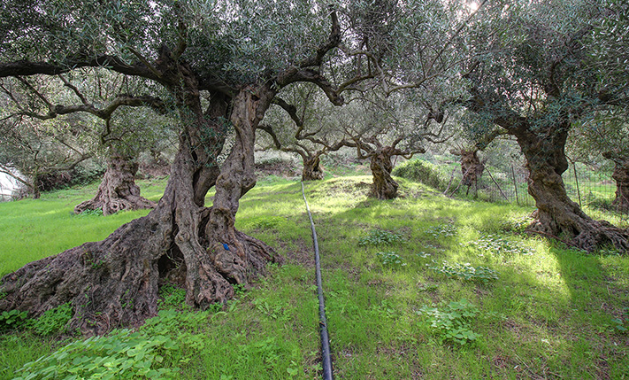 2 APTS & 1 COMMERCIAL PROPERTY COMPLEX