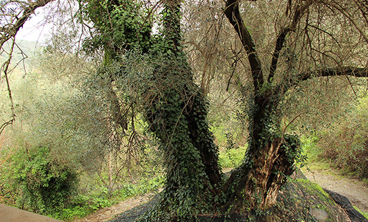 OLD STONE HOUSE WITH AN AGED OLIVE GROVE