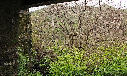 OLD STONE HOUSE WITH AN AGED OLIVE GROVE