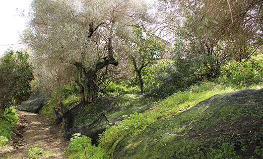 OLD STONE HOUSE WITH AN AGED OLIVE GROVE