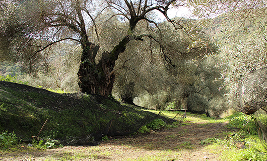 OLD STONE HOUSE WITH AN AGED OLIVE GROVE