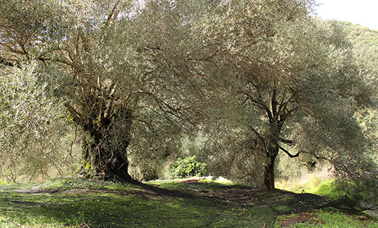 OLD STONE HOUSE WITH AN AGED OLIVE GROVE