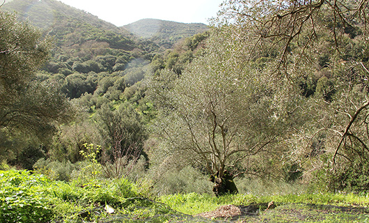 OLD STONE HOUSE WITH AN AGED OLIVE GROVE