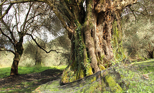 OLD STONE HOUSE WITH AN AGED OLIVE GROVE