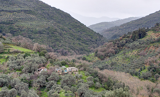 OLD STONE HOUSE WITH AN AGED OLIVE GROVE