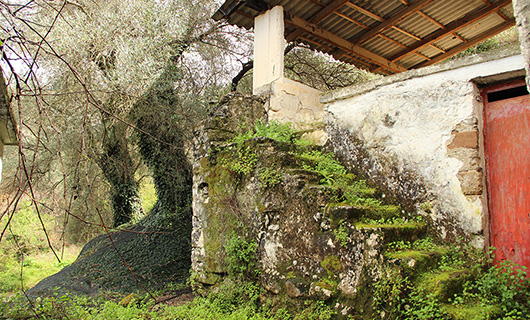 OLD STONE HOUSE WITH AN AGED OLIVE GROVE
