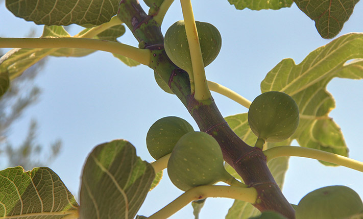 COSY & QUAINT BUNGALOW IN LUSH SURROUNDINGS
