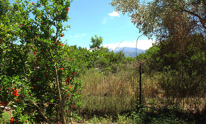 TRADITIONAL HOUSE ON A PLOT WITH ORANGE TREES