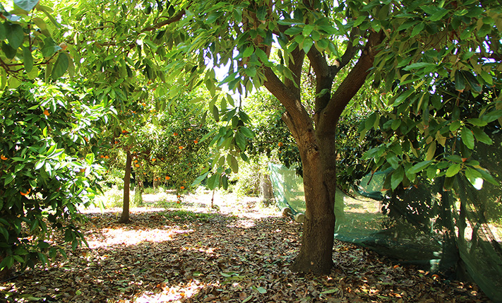 TRADITIONAL HOUSE ON A PLOT WITH ORANGE TREES