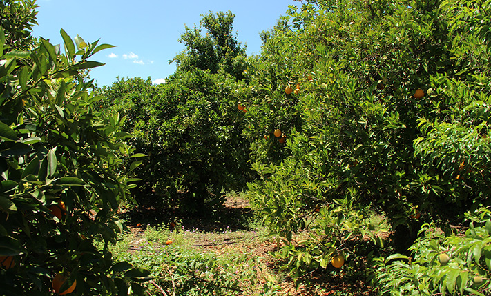 TRADITIONAL HOUSE ON A PLOT WITH ORANGE TREES