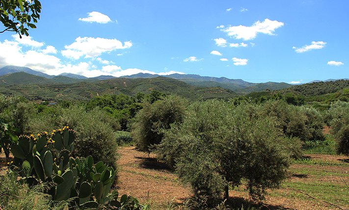 TRADITIONAL HOUSE ON A PLOT WITH ORANGE TREES