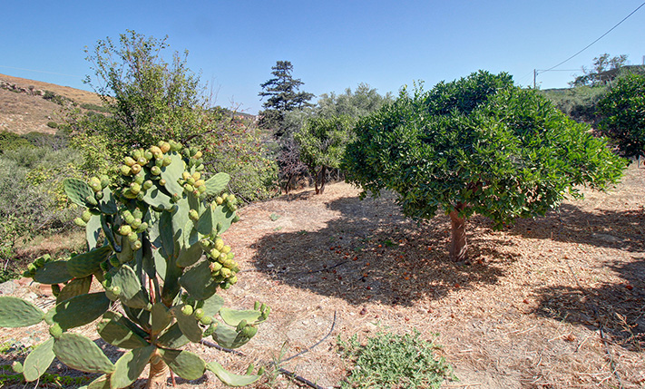 GROUND-LEVEL RESIDENCE WITH A LAWN GARDEN