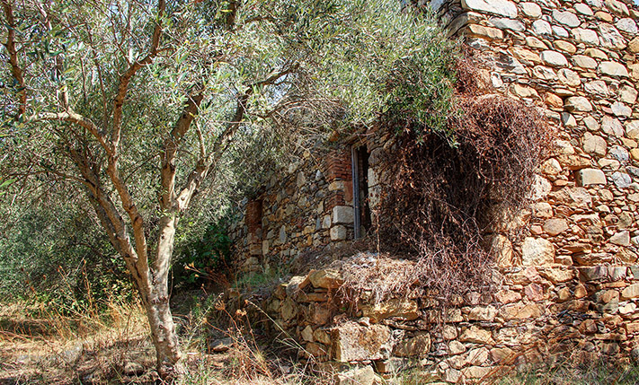 AMONG AGED OLIVE GROVES WITH SPECTACULAR VIEWS