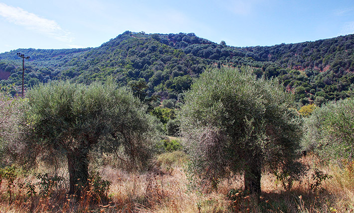 AMONG AGED OLIVE GROVES WITH SPECTACULAR VIEWS