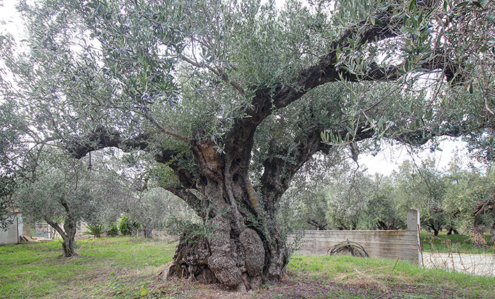 SECURED VIEWS & PLENTY OF BUILDABLE ALLOWANCE