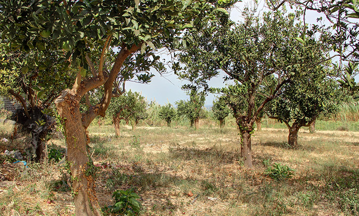 ON A LARGE PLOT, SUITABLE FOR DEVELOPMENT