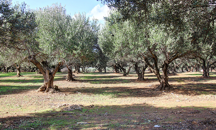 LARGE HOUSE WITH AN OLIVE GROVE NEAR THE BEACH