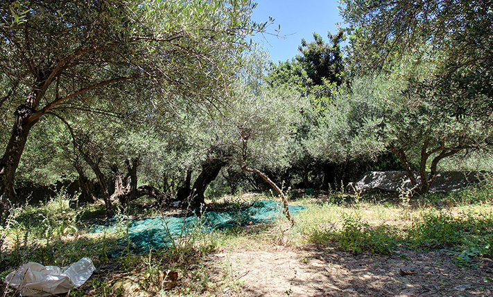SINGLE-LEVEL VILLAGE HOUSE ON A SPACIOUS PLOT