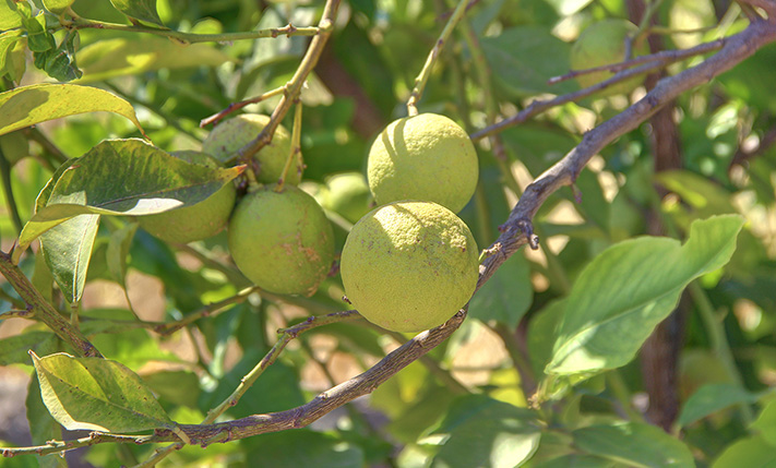 FUNCTIONAL BUNGALOW WITH SHARED POOL & GARDEN
