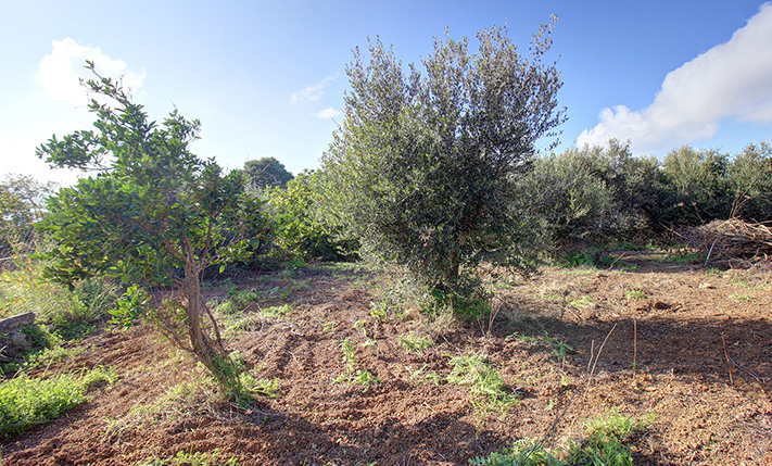 GROUND FLOOR VILLAGE HOUSE ON A SPACIOUS PLOT