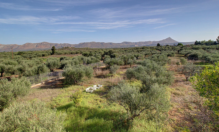2 SPACIOUS APARTMENTS WITH AN OLIVE GROVE