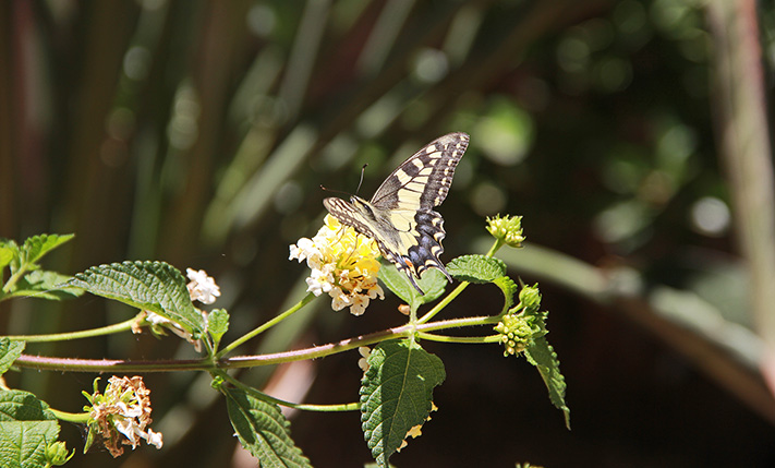 IN A LUSH COMPLEX WITH SPACIOUS SWIMMING POOLS
