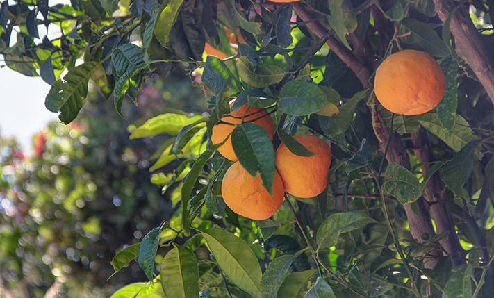 UNDENIABLE FOLK CHARM & TOURIST POTENTIAL