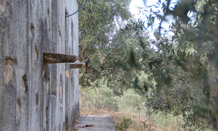 SINGLE-LEVEL BUILDING ON A HILL IN AN OLIVE GROVE