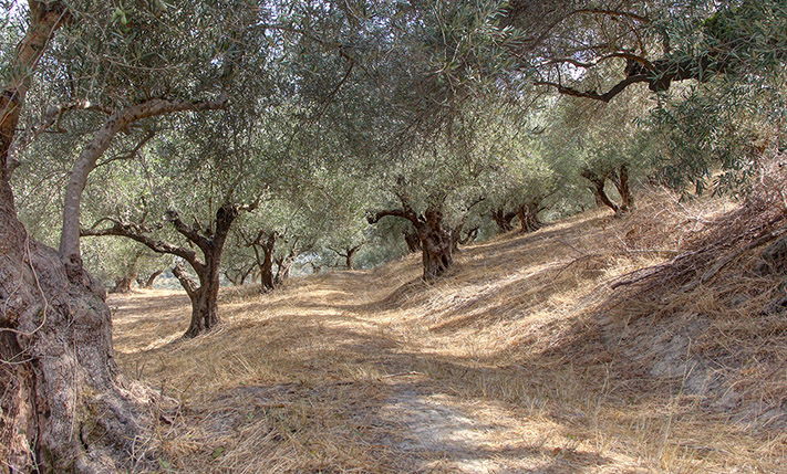 SINGLE-LEVEL BUILDING ON A HILL IN AN OLIVE GROVE