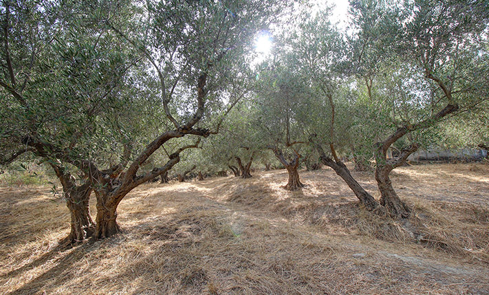 SINGLE-LEVEL BUILDING ON A HILL IN AN OLIVE GROVE