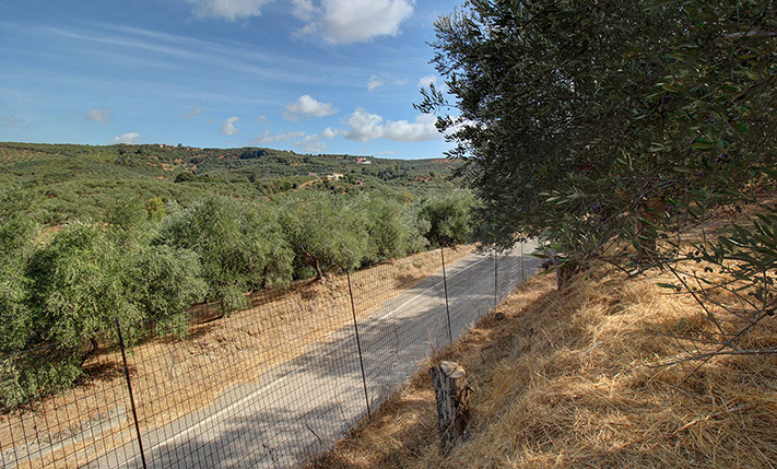SINGLE-LEVEL BUILDING ON A HILL IN AN OLIVE GROVE