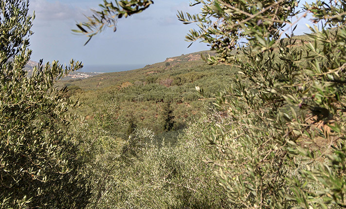 SINGLE-LEVEL BUILDING ON A HILL IN AN OLIVE GROVE