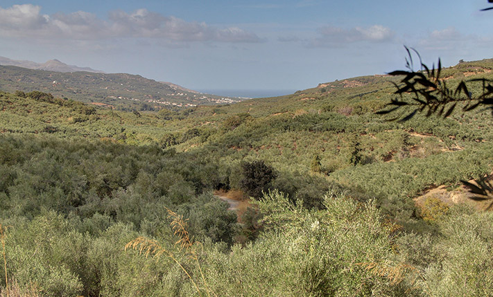SINGLE-LEVEL BUILDING ON A HILL IN AN OLIVE GROVE