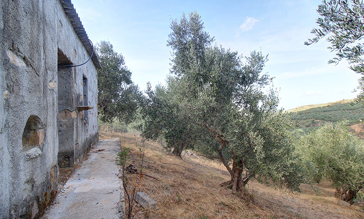 SINGLE-LEVEL BUILDING ON A HILL IN AN OLIVE GROVE