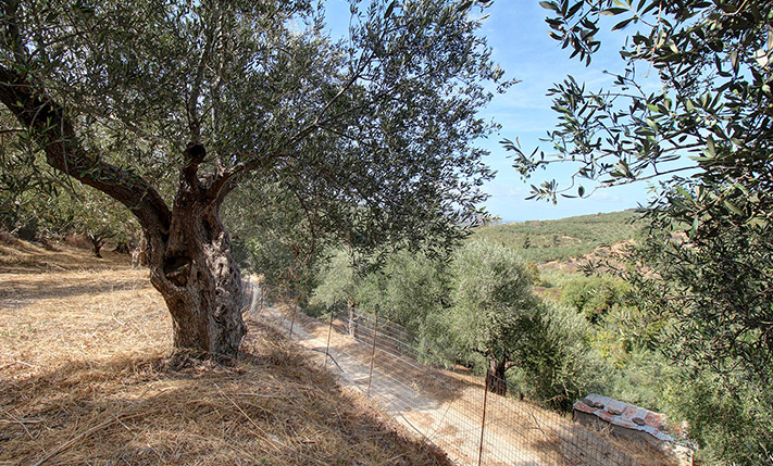 SINGLE-LEVEL BUILDING ON A HILL IN AN OLIVE GROVE