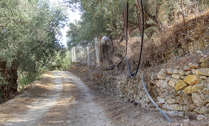 SINGLE-LEVEL BUILDING ON A HILL IN AN OLIVE GROVE