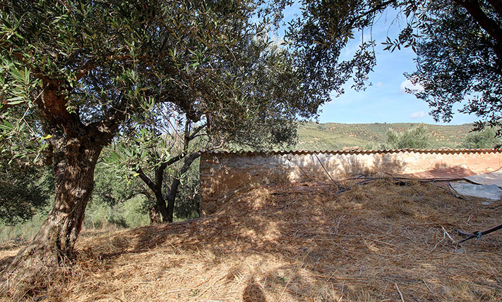 SINGLE-LEVEL BUILDING ON A HILL IN AN OLIVE GROVE