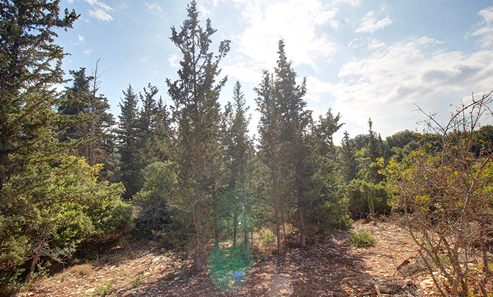 A HOUSE IN THE FOREST CLOSE TO ALMYRIDA