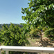 PHS2543 - image 42 PHS2543 - image 42