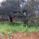 PLS0085 - εικόνα 1