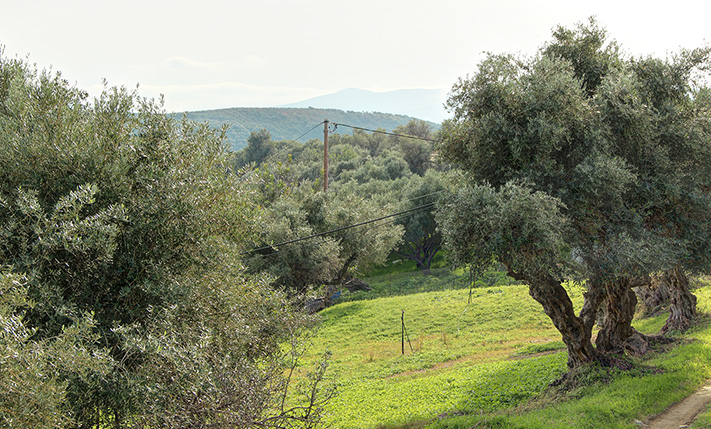 GOOD SQUARE PLOT, PANORAMIC VIEW
