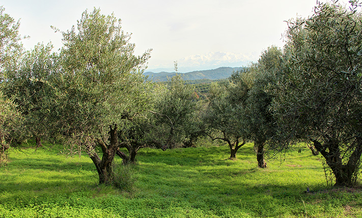 ΤΕΤΡΑΓΩΝΟ ΟΙΚΟΠΕΔΟ ΜΕ ΠΑΝΟΡΑΜΙΚΗ ΘΕΑ