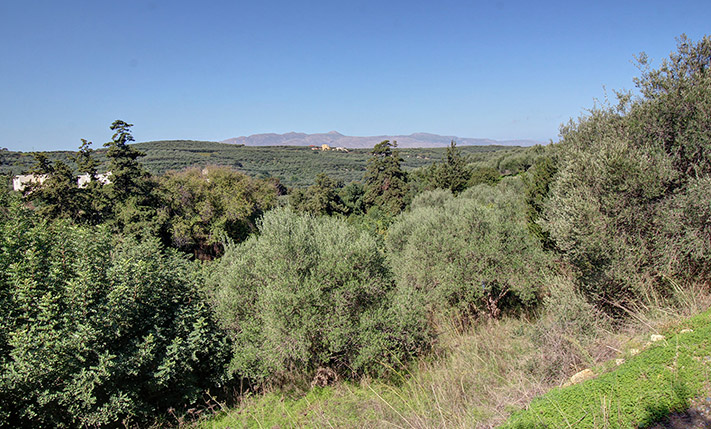 ΕΚΤΑΣΗ ΜΕ ΔΙΑΦΟΡΑ ΔΕΝΤΡΑ ΣΕ ΗΣΥΧΟ ΣΗΜΕΙΟ
