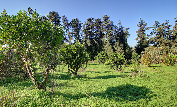 LAND WITH VARIOUS TREES IN TRANQUIL LOCATION