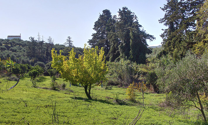 LAND WITH VARIOUS TREES IN TRANQUIL LOCATION