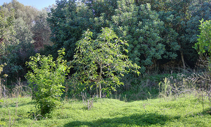 LAND WITH VARIOUS TREES IN TRANQUIL LOCATION