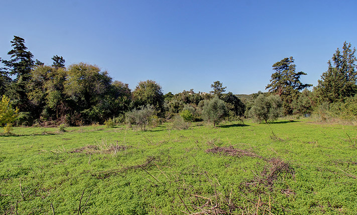 LAND WITH VARIOUS TREES IN TRANQUIL LOCATION