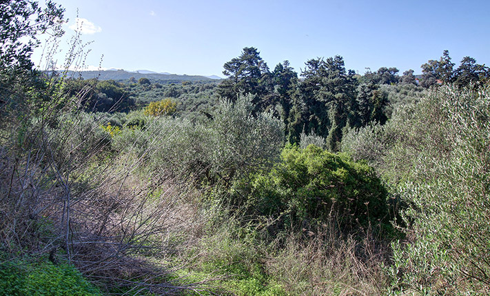 LAND WITH VARIOUS TREES IN TRANQUIL LOCATION