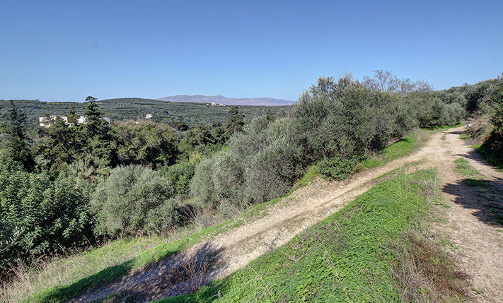 LAND WITH VARIOUS TREES IN TRANQUIL LOCATION