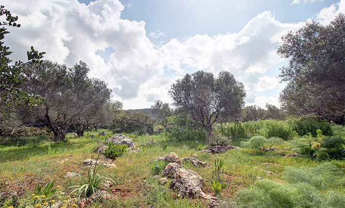 ΓΩΝΙΑΚΟ ΑΓΡΟΤΕΜΑΧΙΟ ΜΕ ΕΛΑΙΟΔΕΝΤΡΑ